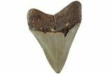 Serrated, Fossil Megalodon Tooth - North Carolina #235448-1